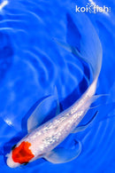 8" GINRIN TANCHO SANKE BUTTERFLY