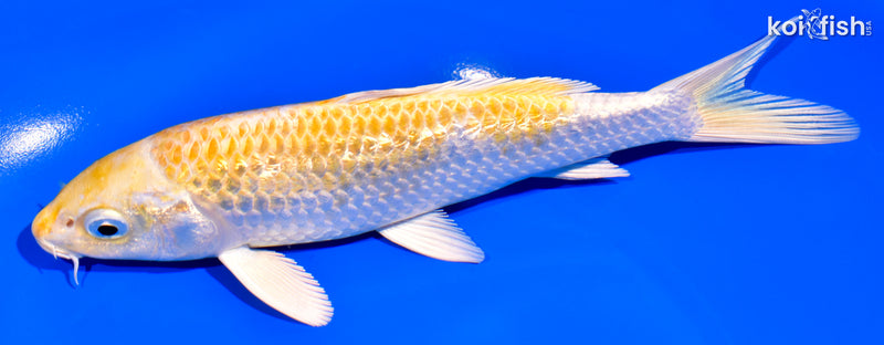 6.75" GINRIN HARIWAKE