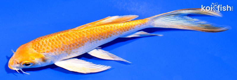 6" HARIWAKE BUTTERFLY