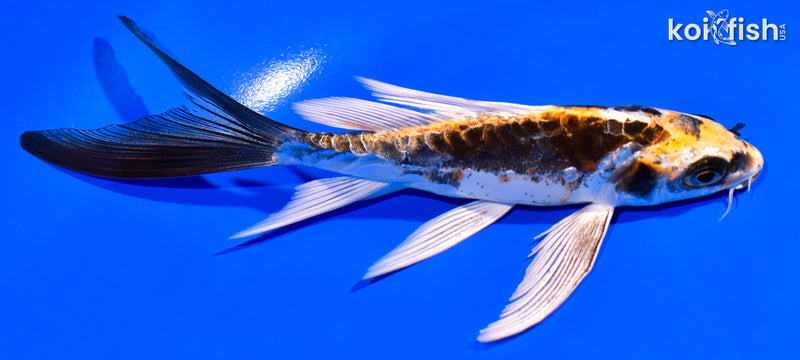 5.25" KIN KIKOKURYU BUTTERFLY