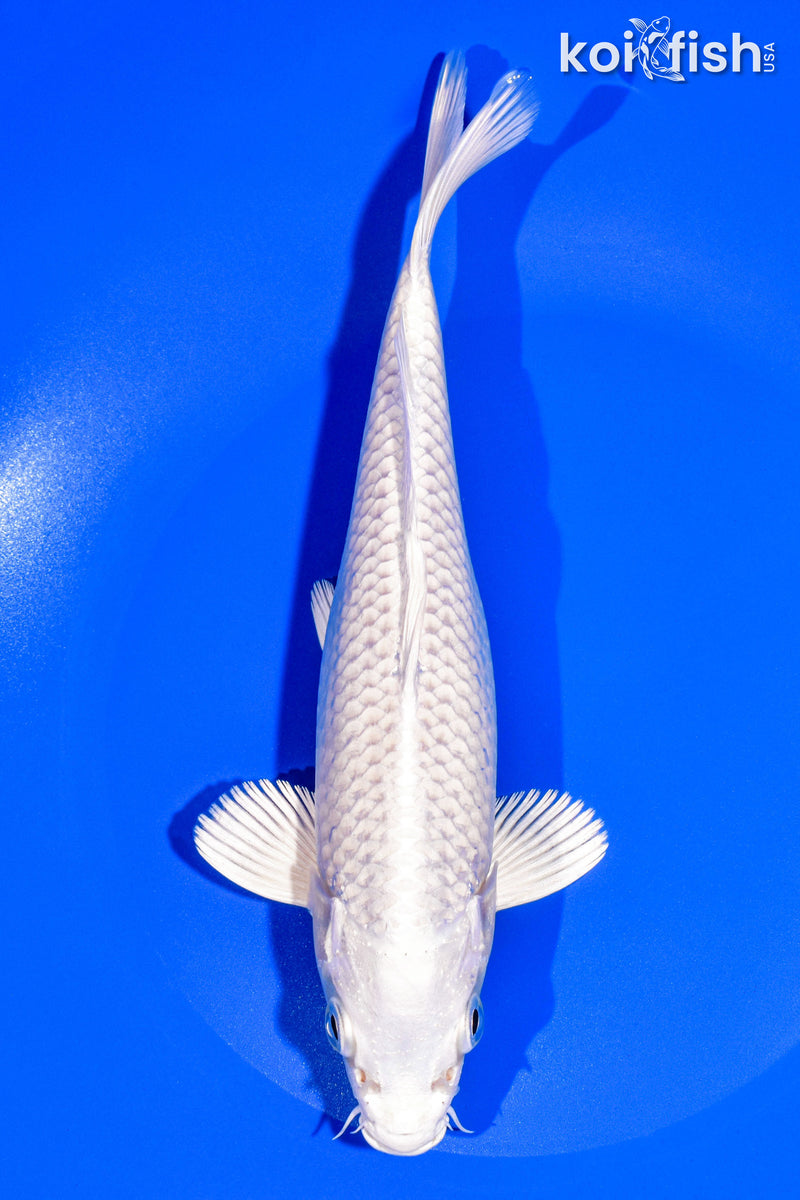 8.5" PLATINUM OGON