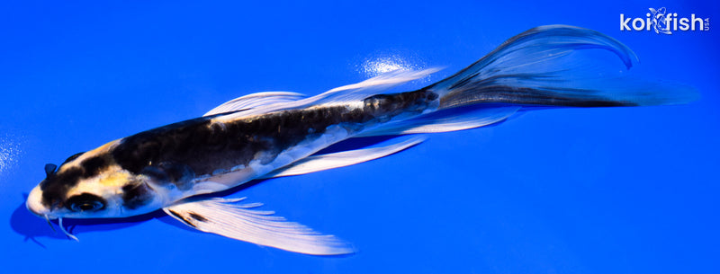 6.75" ARAGOKE KIN KIKOKURYU BUTTERFLY