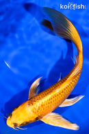 7.75" KI MATSUBA BUTTERFLY