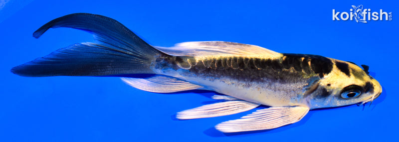 5.5" KABUTO BUTTERFLY