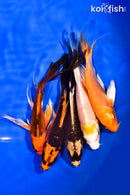PACK OF (5) 5-6" BUTTERFLY KOI