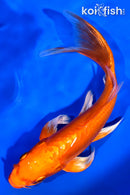 7.5" DOITSU ORENJI OGON BUTTERFLY