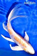 7.5" ARAGOKE HARIWAKE BUTTERFLY