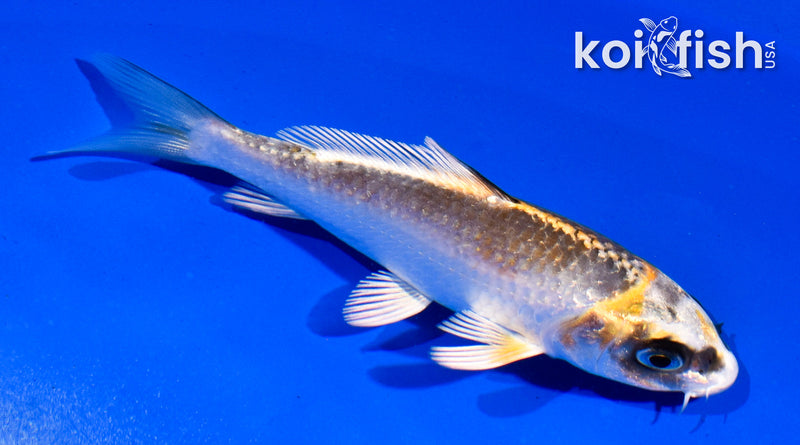 4.5" KUJAKU
