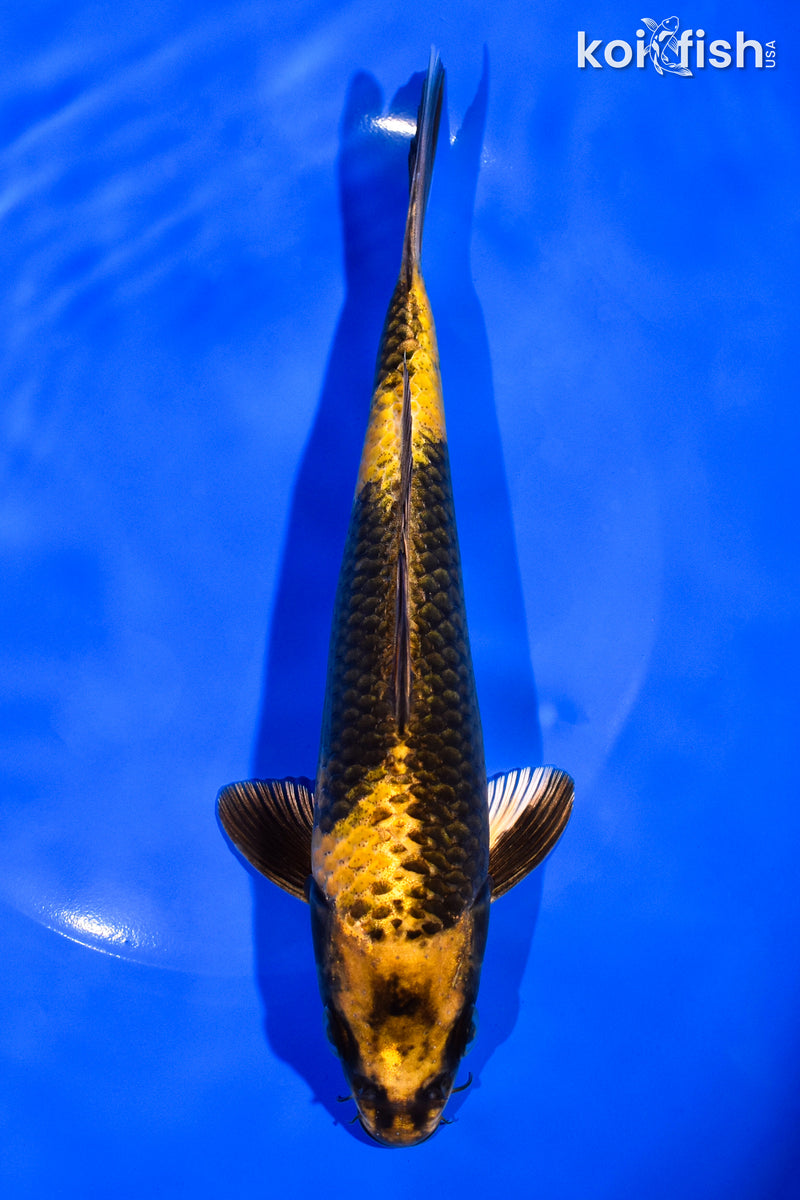 7.75" KIN KI UTSURI