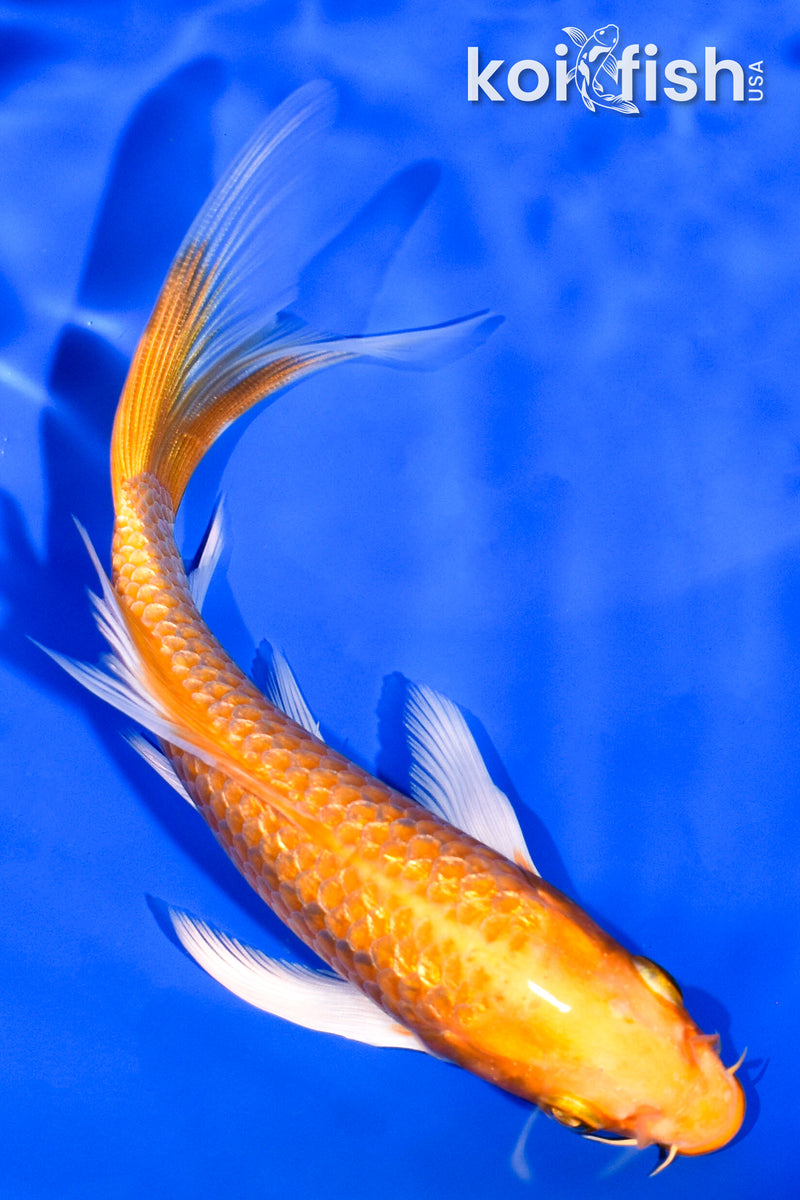 5" GINRIN ORENJI OGON BUTTERFLY