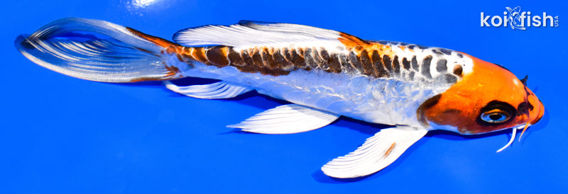 6.5" DOITSU KUJAKU BUTTERFLY