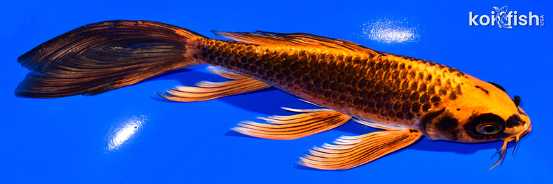 7.25" ORENJI MATSUBA BUTTERFLY