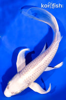 7.5" PLATINUM OGON BUTTERFLY