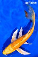 7.25" YAMABUKI OGON BUTTERFLY