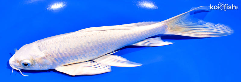 8.25" PLATINUM OGON BUTTERFLY