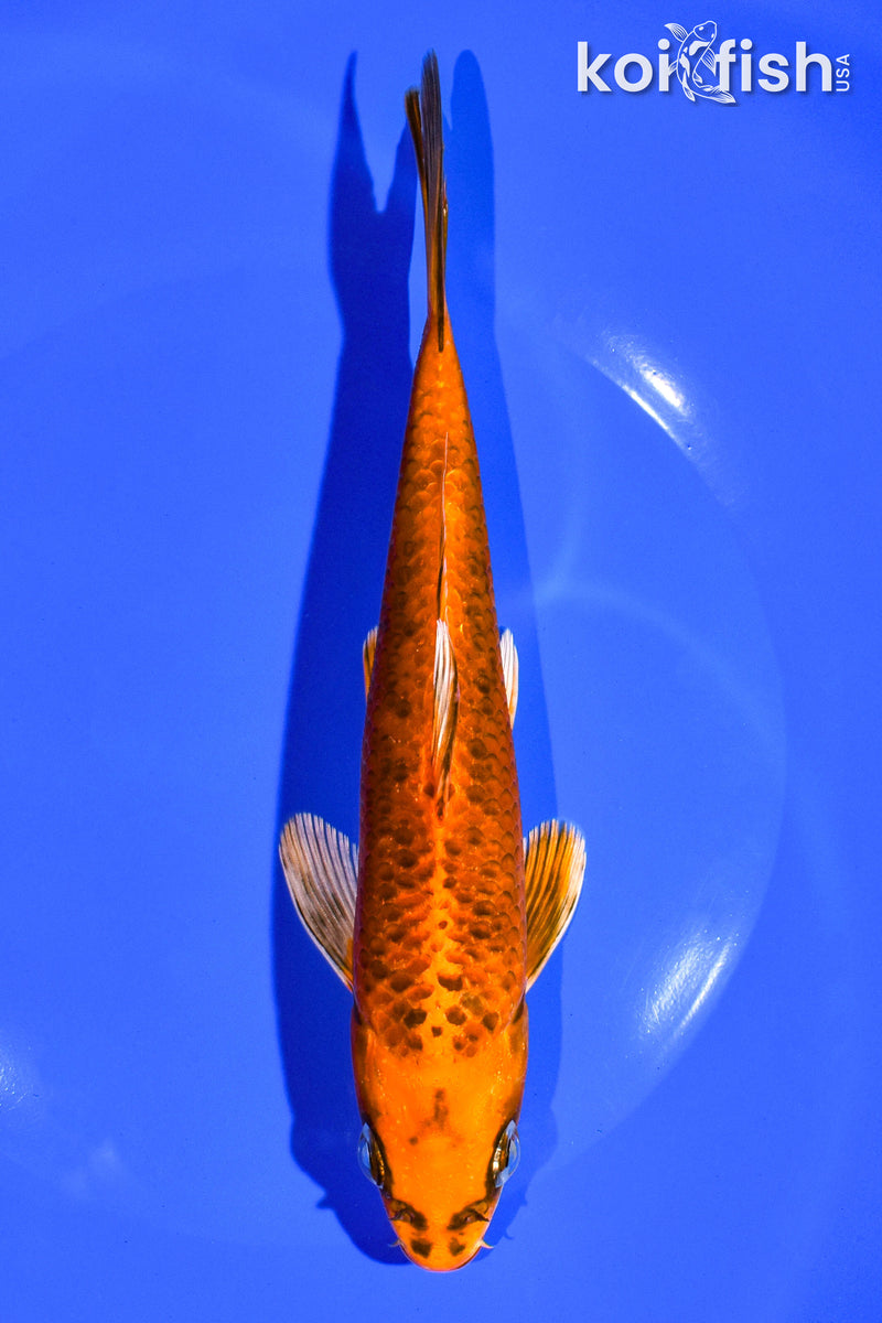 7.25" ORENJI MATSUBA