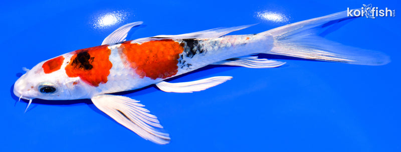7.75" MARUTEN YAMATO NISHIKI BUTTERFLY