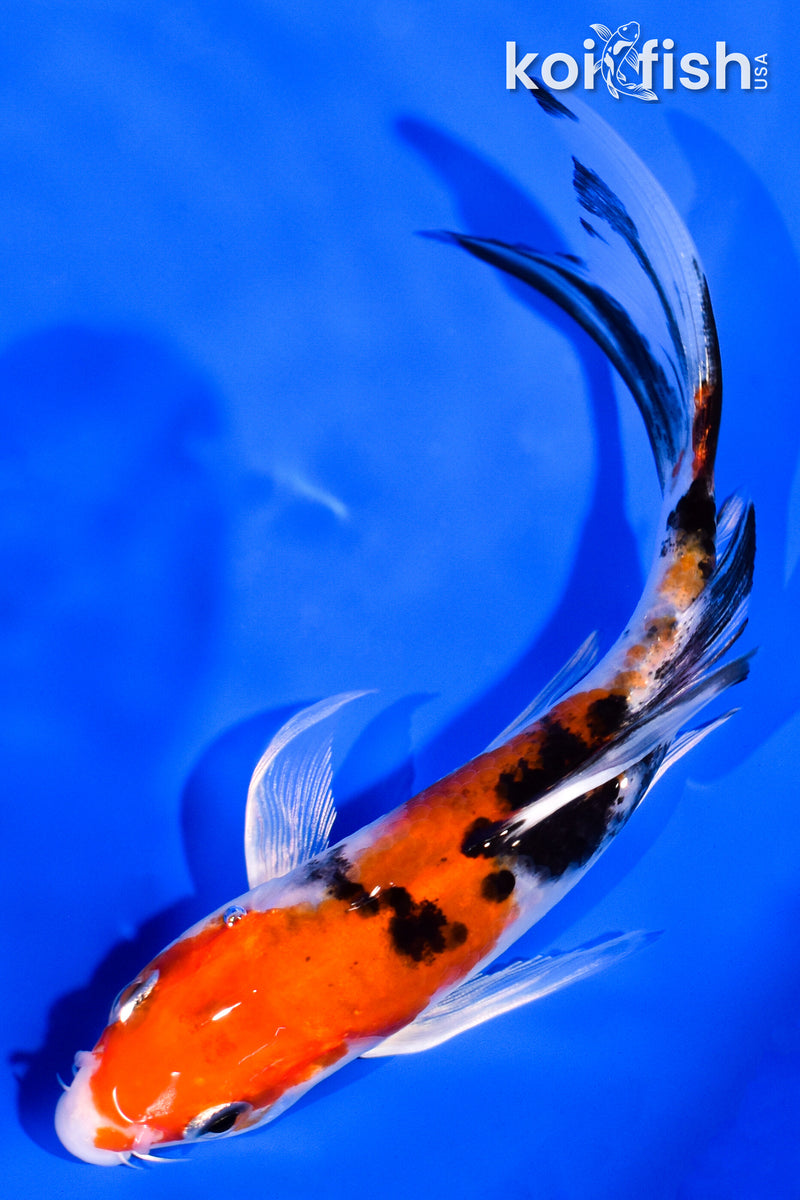 5.75" SANKE BUTTERFLY