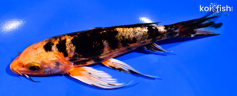 6.75" ORENJI BEKKO BUTTERFLY