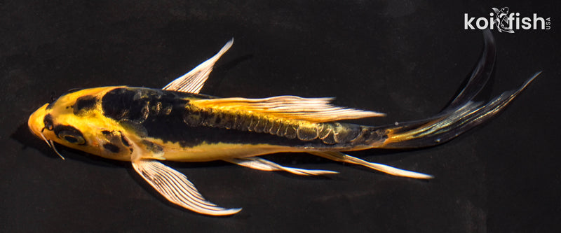 6" KIN KIKOKURYU BUTTERFLY