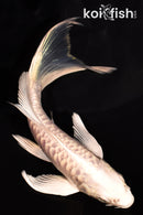 6" ARAGOKE PLATINUM OGON BUTTERFLY