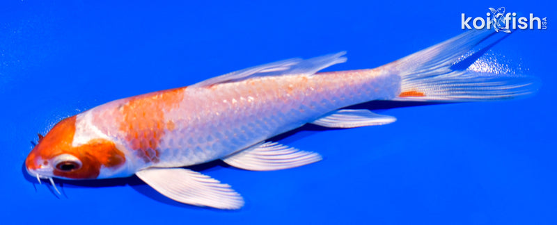 5.25" HARIWAKE BUTTERFLY