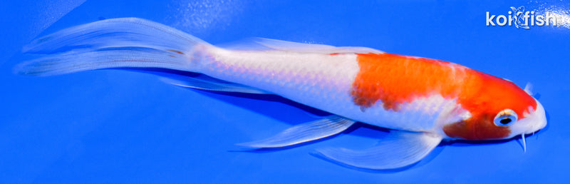 6.75" KOHAKU BUTTERFLY