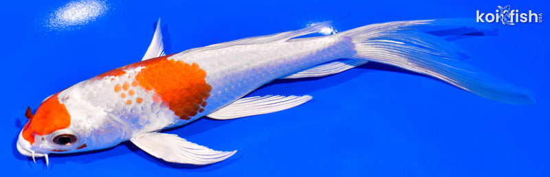 7.25" HARIWAKE BUTTERFLY