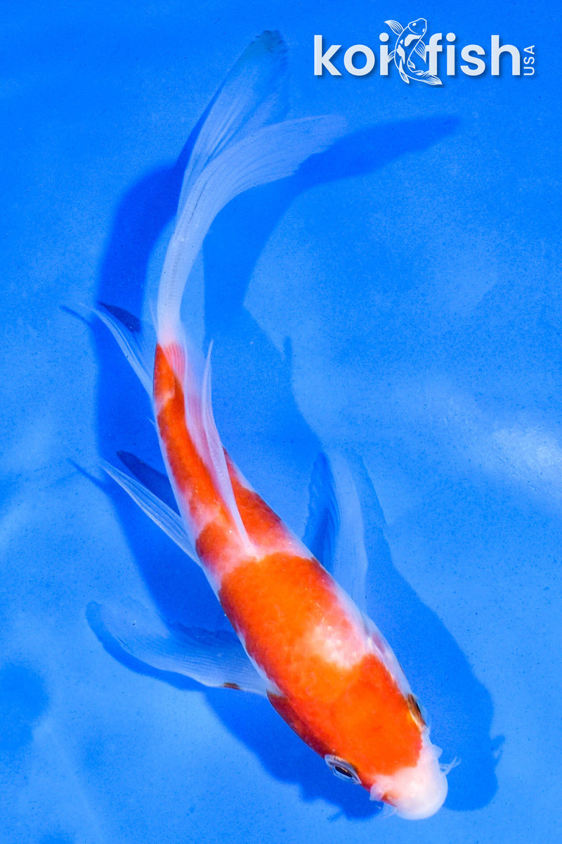 5.5" KOHAKU BUTTERFLY