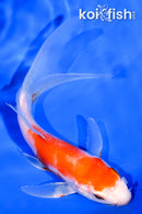 5.5" HARIWAKE BUTTERFLY