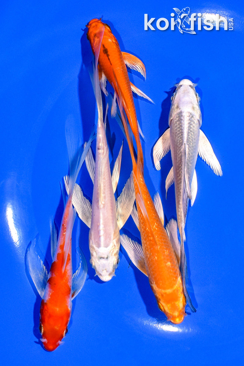 PACK OF (5) 4-5" BUTTERFLY KOI