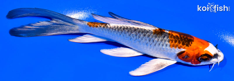 5.5" KUJAKU BUTTERFLY