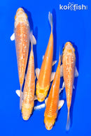 PACK OF (5) 3-4" STANDARD KOI