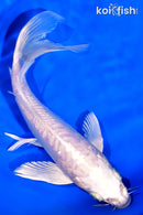 7.25" ARAGOKE PLATINUM OGON BUTTERFLY