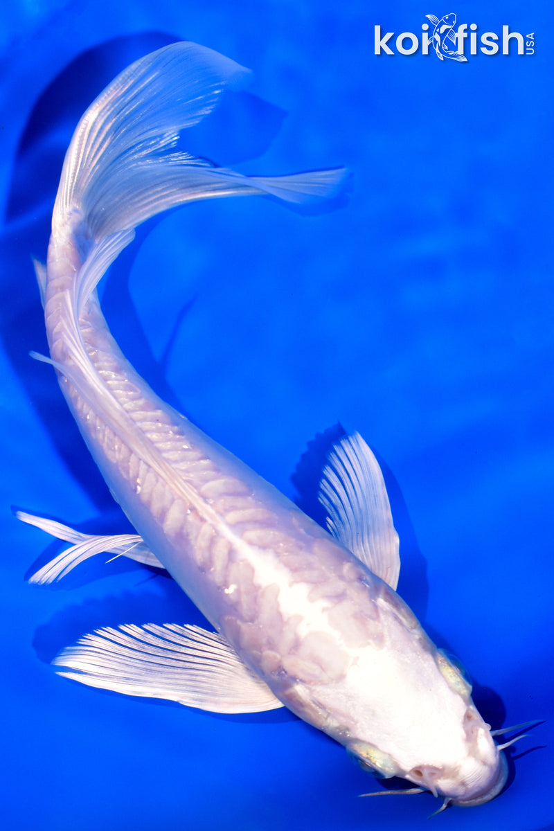 7.25" ARAGOKE PLATINUM OGON BUTTERFLY