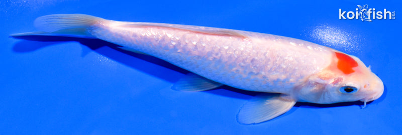 6.75" GINRIN TANCHO KOHAKU