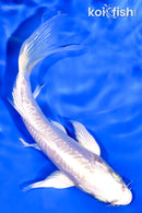 5.25" ARAGOKE PLATINUM OGON BUTTERFLY