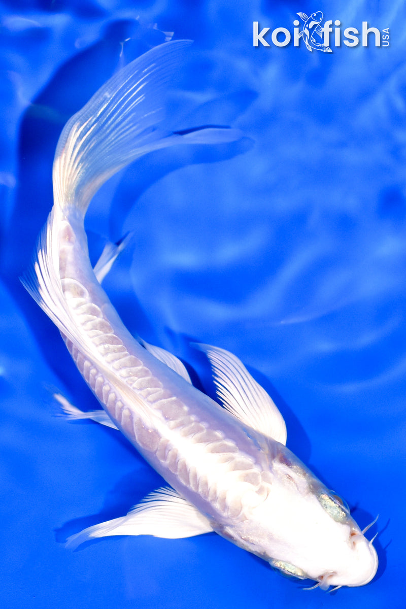 5.25" ARAGOKE PLATINUM OGON BUTTERFLY