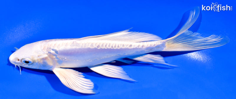 7" DOITSU PLATINUM OGON BUTTERFLY