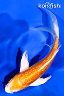 5.75" GINRIN HARIWAKE BUTTERFLY