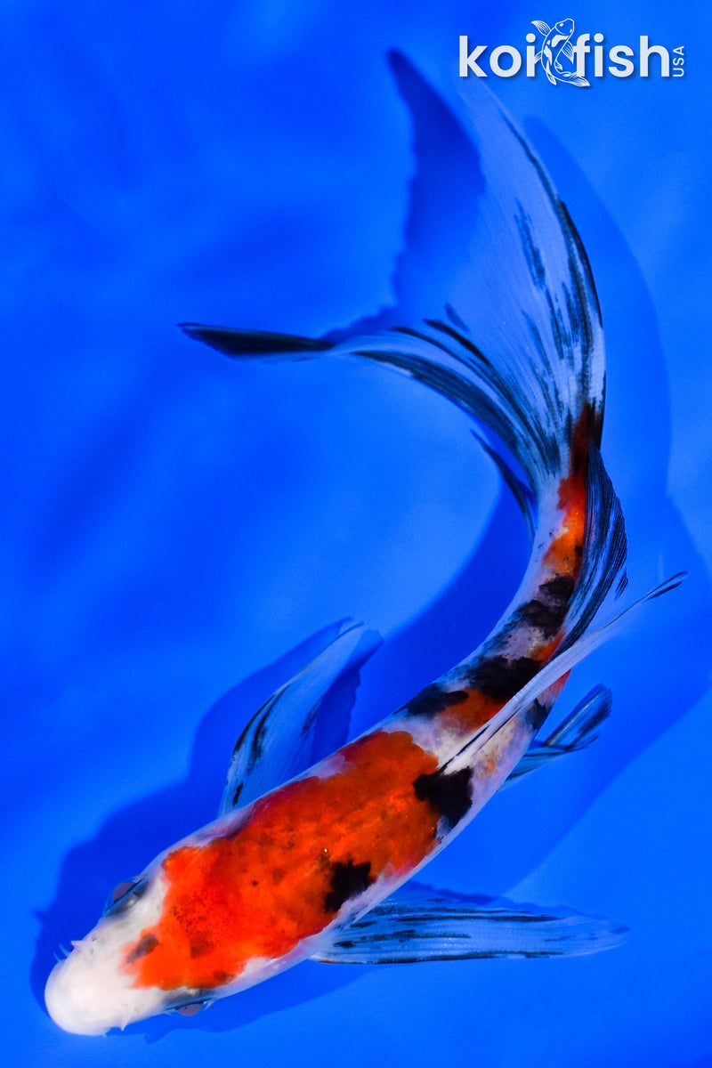 5.75" SANKE BUTTERFLY