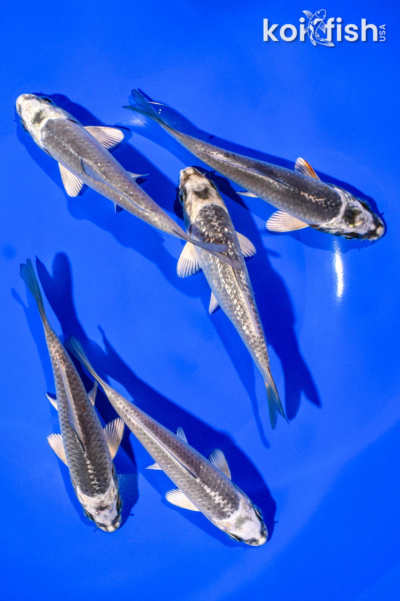 PACK OF (5) 4-5" STANDARD KOI