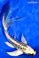 7.25" ARAGOKE KIN KIKOKURYU BUTTERFLY