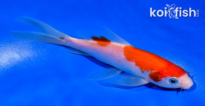 5" KOHAKU BUTTERFLY