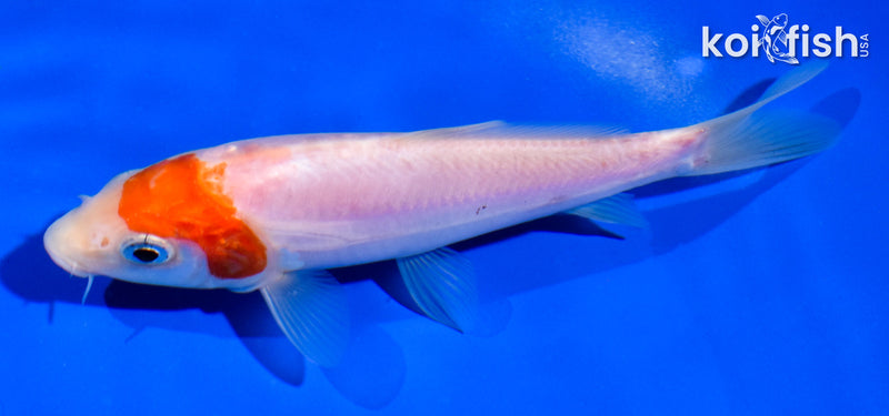 5" DOITSU KOHAKU