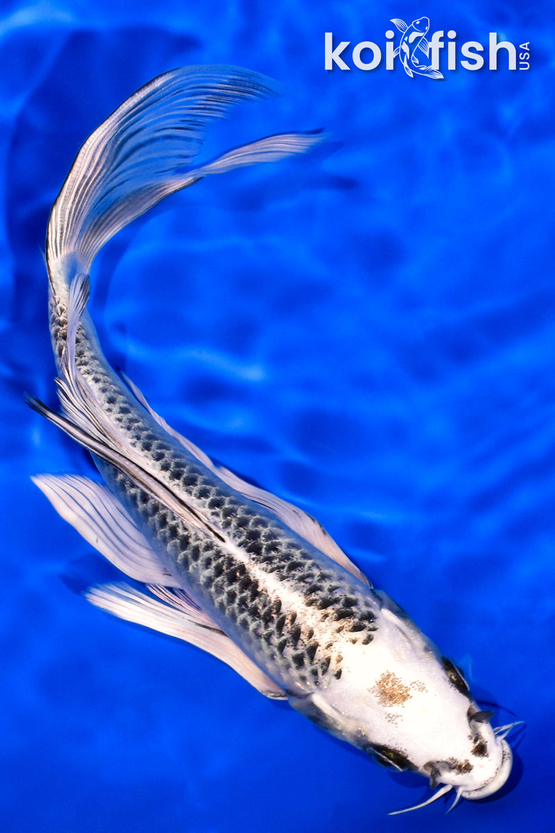7.75" GIN MATSUBA BUTTERFLY