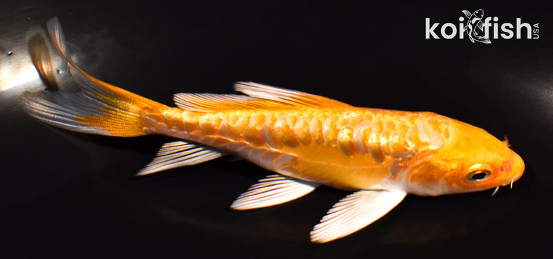 3.75" GINRIN DOITSU ORENJI OGON BUTTERFLY