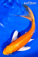 7.25" ORENJI OGON BUTTERFLY