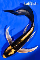 8.75" KABUTO BUTTERFLY