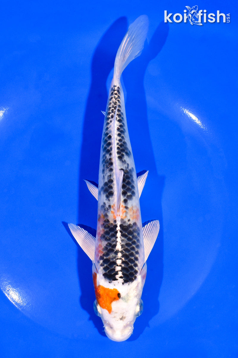 7.75" KUJAKU